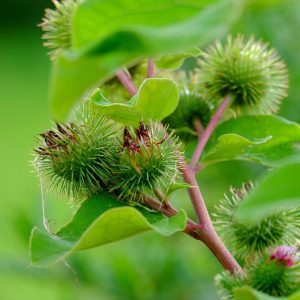 burdock, meadow plant, gün-889966.jpg