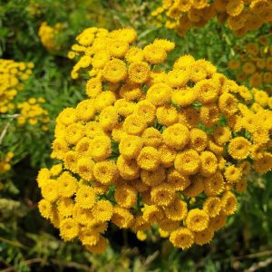 flowers, petals, bush-5452581.jpg