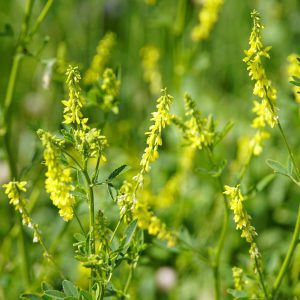 wildflower, melilotus, trifolia-5265766.jpg